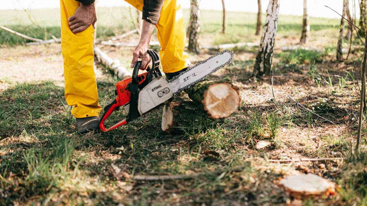 Best Residential Tree Removal  in La Grange, IL